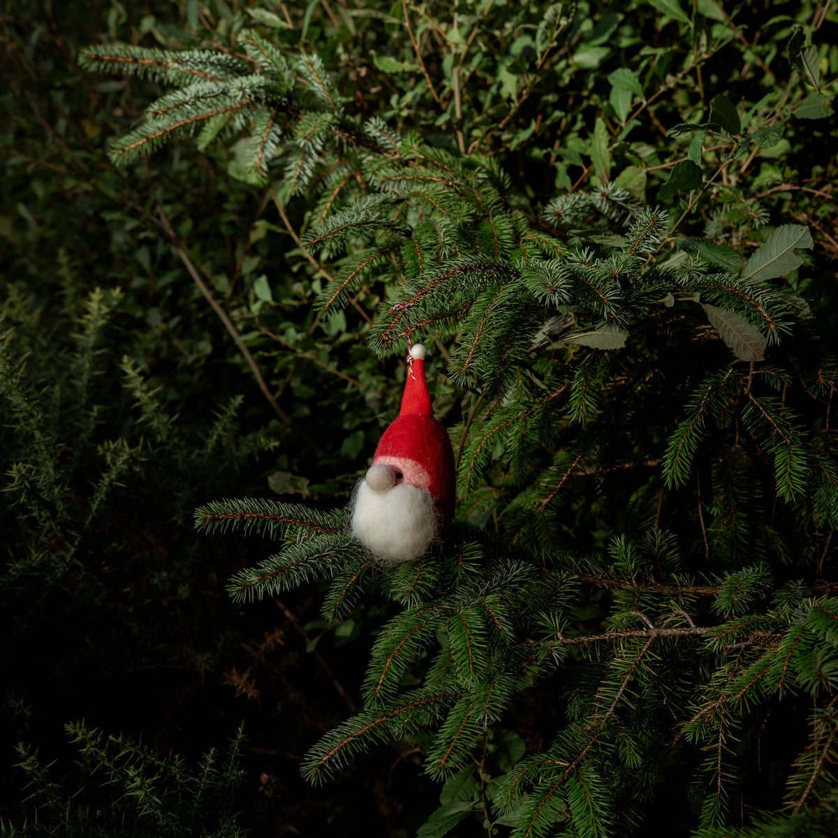 A small felt Christmas gnome ornament with a red hat and white beard hanging from a green evergreen branch in a dark outdoor setting.