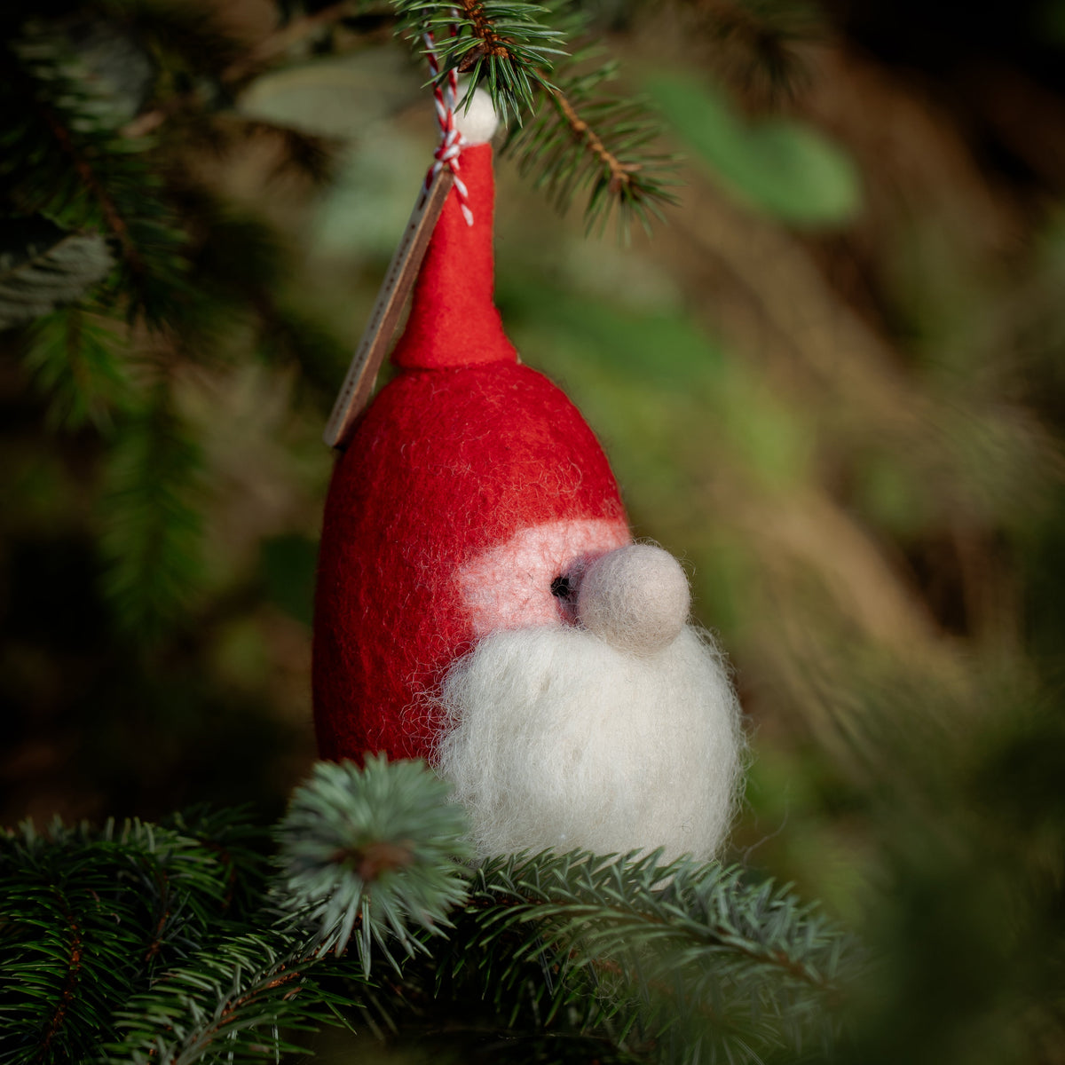 A red and white felt Christmas gnome ornament hanging from a green evergreen branch in a dark, softly blurred outdoor setting.