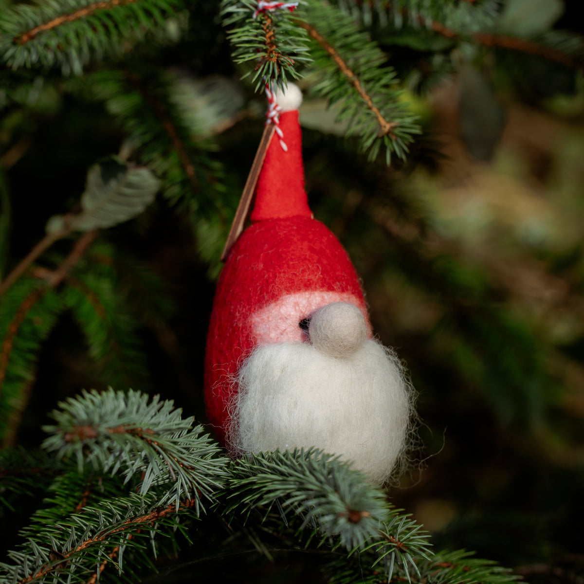A small felt Christmas gnome ornament with a red hat and white beard hanging from a green pine branch against a dark, blurred background.